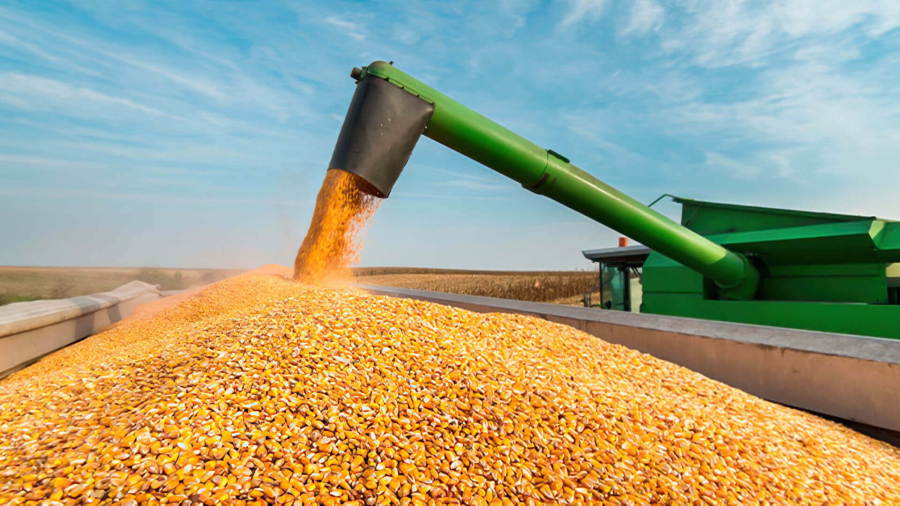 Colheita do milho safrinha começa com expectativa de produção recorde