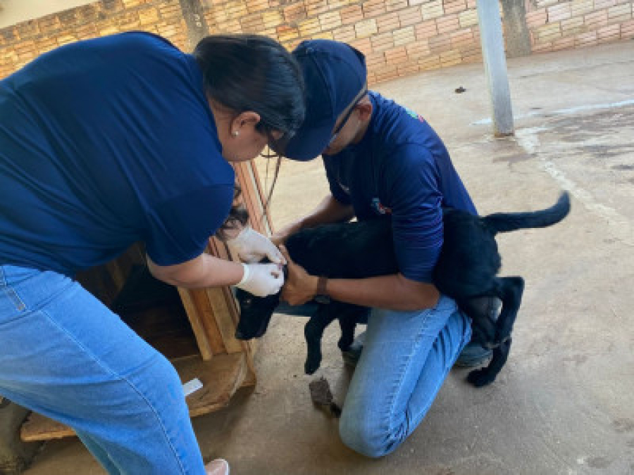 Vigilância Ambiental intensifica pesquisa de leishmaniose canina em bairros de Sorriso/MT