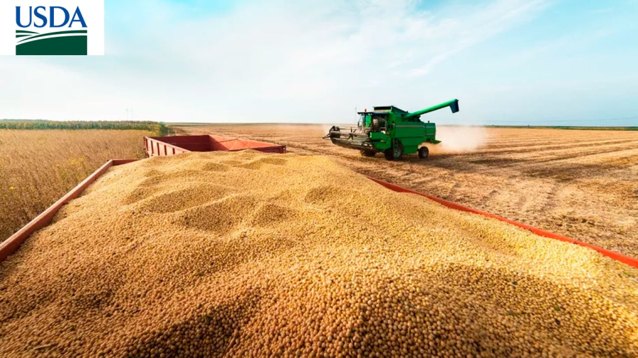 Mercado da soja mantém estabilidade em meio a tensões comerciais e expectativa por relatório do USDA